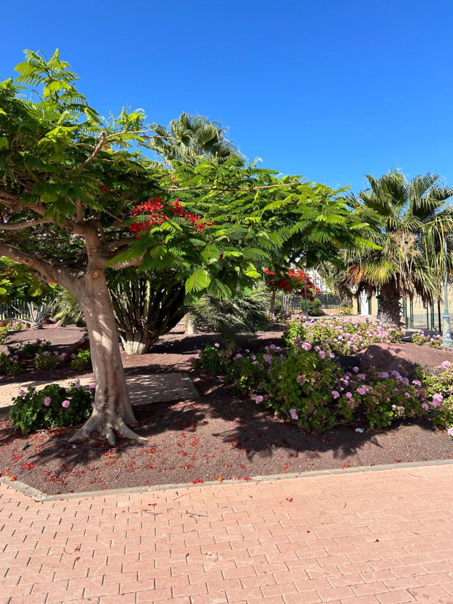Honey Bunch Apartamento Caleta De Fuste Exterior foto